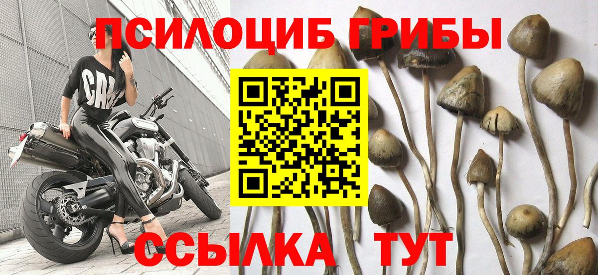 Псилоцибиновые грибы прущие грибы Гусь-Хрустальный